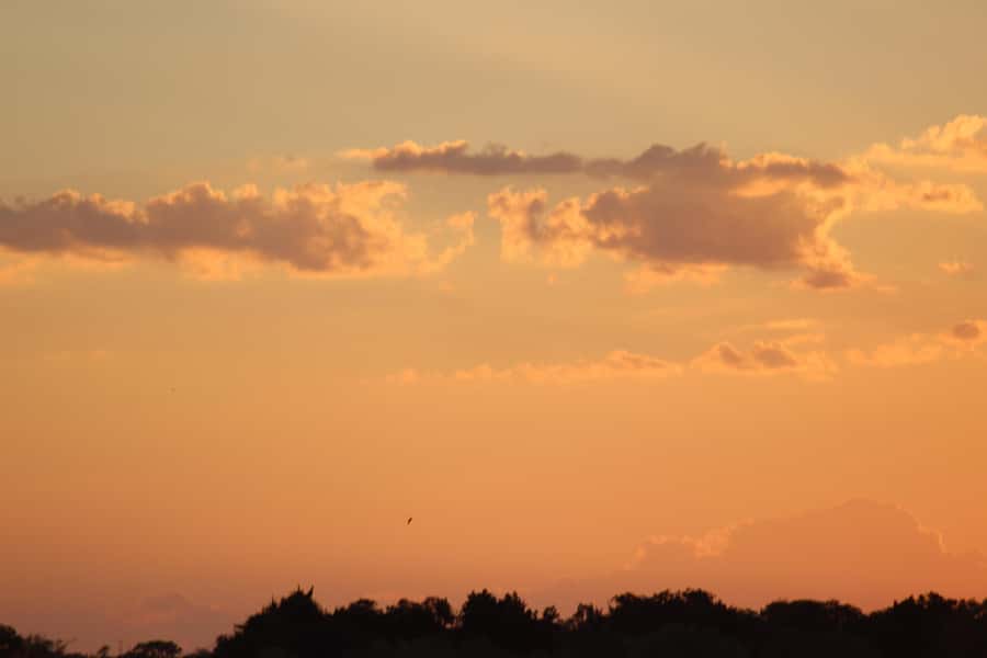 From Victoria Falls: Zambezi National Park Game Drive - Two and a half hours among Zambezi wildlife