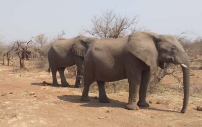 Zambezi National Park Game Drive