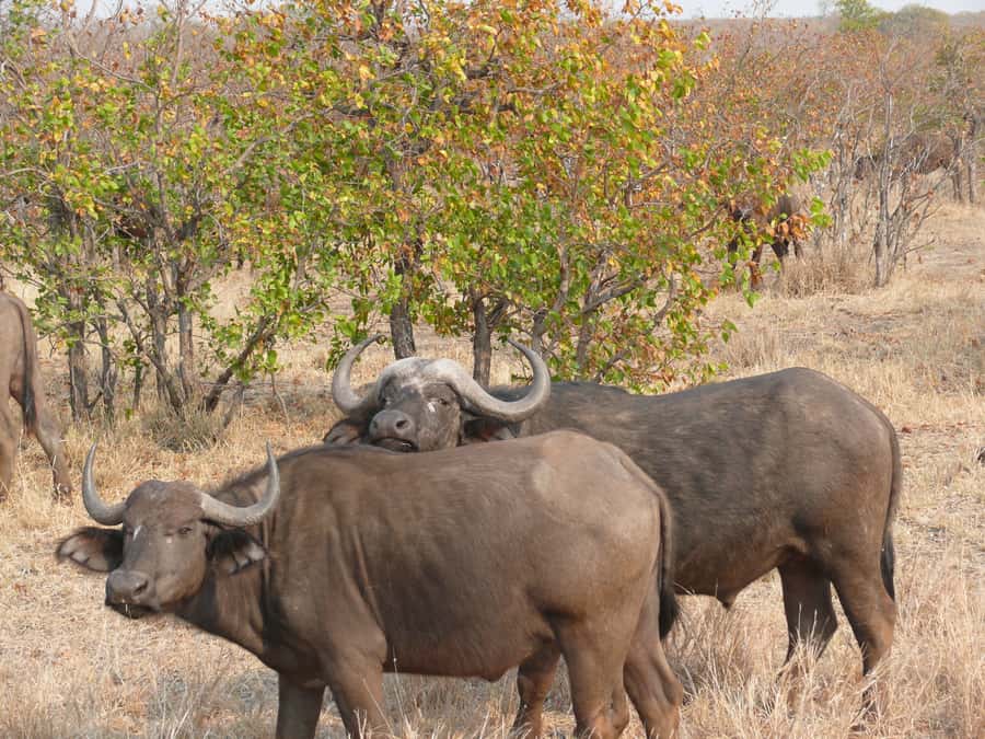From Victoria Falls: Zambezi National Park Game Drive - Following the Zambezi River waterfront