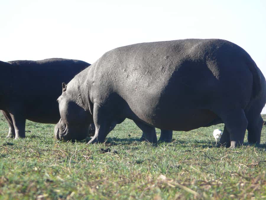 From Victoria Falls: Zambezi National Park Game Drive - Chamabonda Vlei and the search for grazers