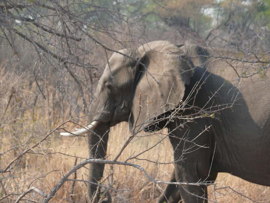 From Victoria Falls: Zambezi National Park Game Drive - Bird calls, trees, and the quieter details
