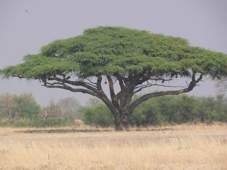 From Victoria Falls: Zambezi National Park Game Drive - What the $90 price really includes