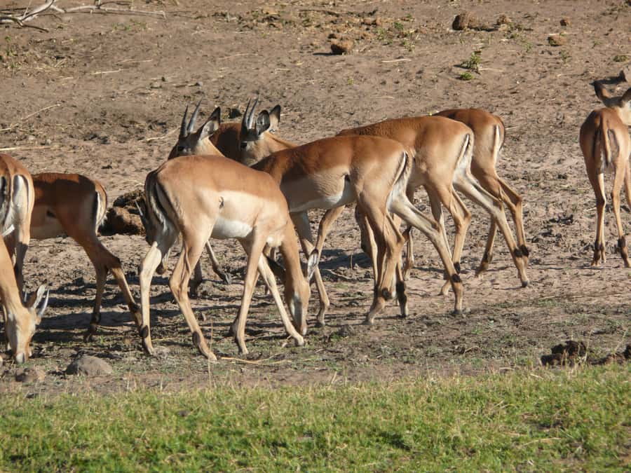 From Victoria Falls: Zambezi National Park Game Drive - Who will enjoy this game drive most?