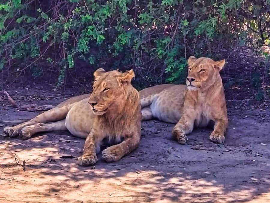 From Zimbabwe: Chobe Safari and Quadripoint Day trip - Key points to know before booking