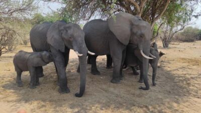 From Zimbabwe: Chobe Safari and Quadripoint Day trip