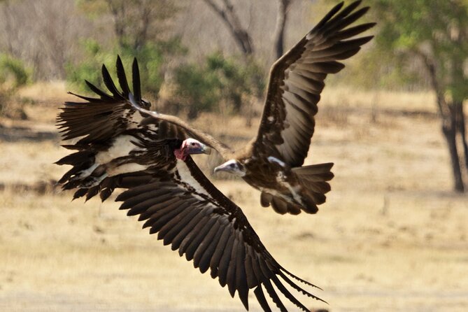 Full Day Birding Zambezi National Park Includes Picnic Lunch - Lunch beside the wildlife action