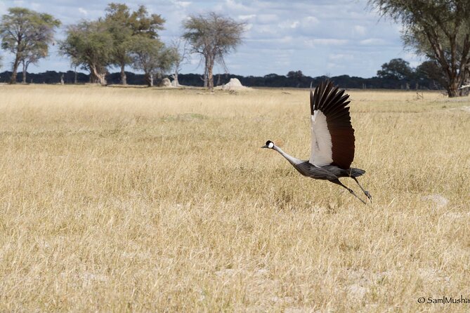 Full Day Birding Zambezi National Park Includes Picnic Lunch - Moving through Zambezi National Park