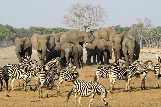 Full Day Chobe National Park Big 5 Safari - Key points to know before booking