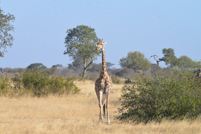 Full Day Chobe Trip with Lunch - Why Chobe makes a worthwhile day trip from Victoria Falls