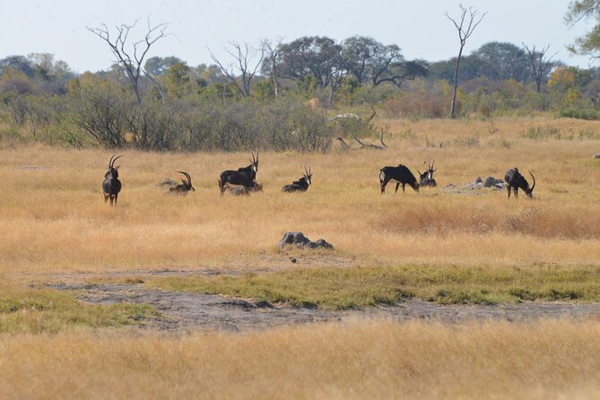 Full Day Chobe Trip with Lunch - The river cruise offers a different Chobe
