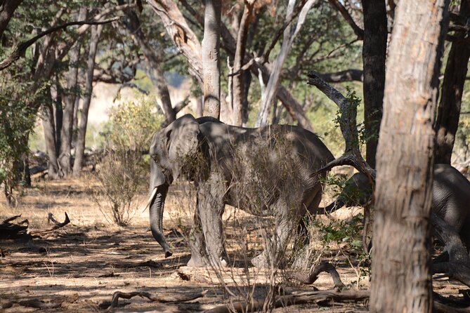 Full Day Chobe Trip with Lunch - How the $165 price holds up