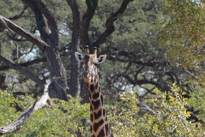 Full Day Chobe Trip with Lunch - Timing, comfort, and physical demands