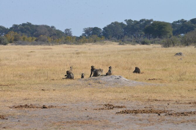 Full Day Chobe Trip with Lunch - The early pickup and the road to Kazungula