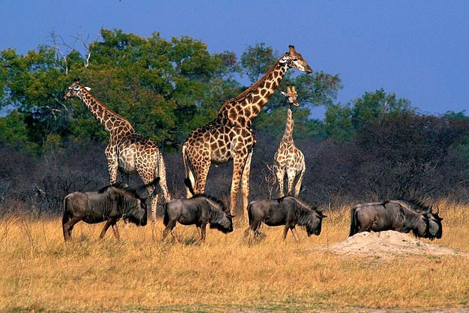 Full Day Hwange Day Trip - Why Hwange works as a full-day trip from Victoria Falls