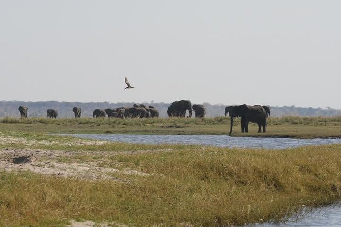 Full Day Hwange Day Trip - Lunch at 13:00 and the middle of the day