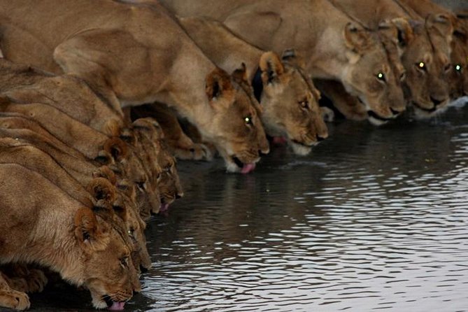 Full Day Hwange Day Trip - The 05:30 pickup and road to Hwange
