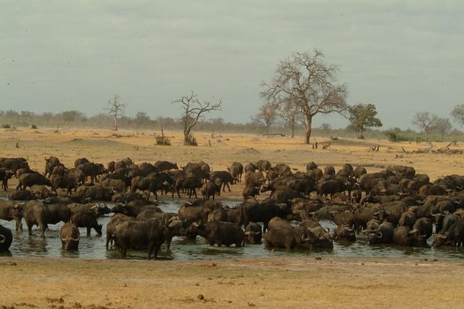 Full-Day Hwange National Park Tour from Victoria Falls - Why Hwange makes a demanding day trip