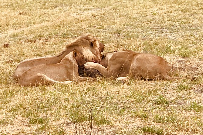 Full-Day Hwange National Park Tour from Victoria Falls - The wildlife possibilities, from elephants to lions