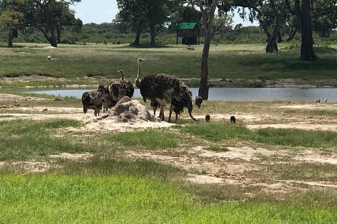 Full-Day Hwange National Park Tour from Victoria Falls - What the guides and vehicle add