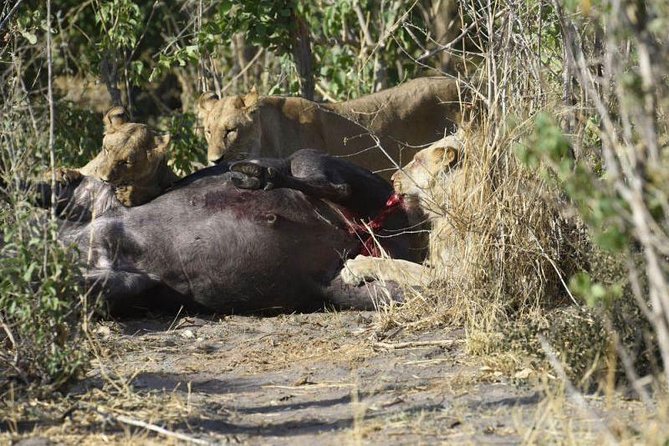 Full-Day Hwange National Park Tour from Victoria Falls - The real cost of a $275 safari