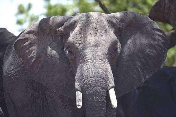 Full-Day Hwange National Park Tour from Victoria Falls - Timing, comfort, and accessibility