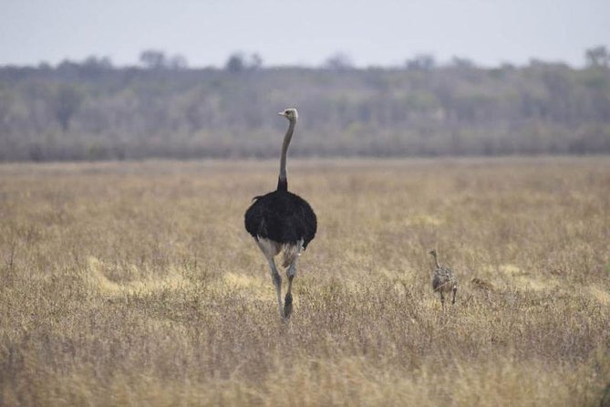 Full-Day Hwange National Park Tour from Victoria Falls - How this trip fits into a Victoria Falls visit