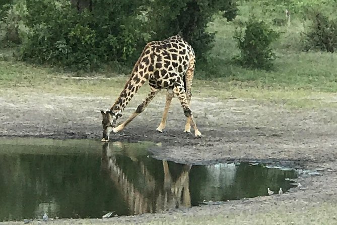 Full-Day Hwange National Park Tour from Victoria Falls - Main Camp and the first game drive