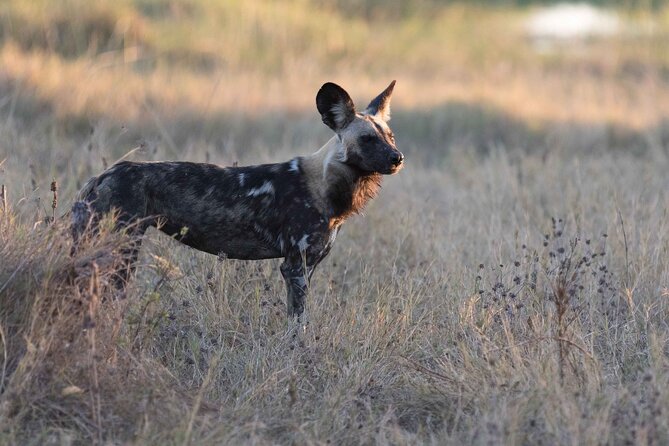 Full-Day Safari Chobe National Park and boat safari - The early pickup and the road to Botswana