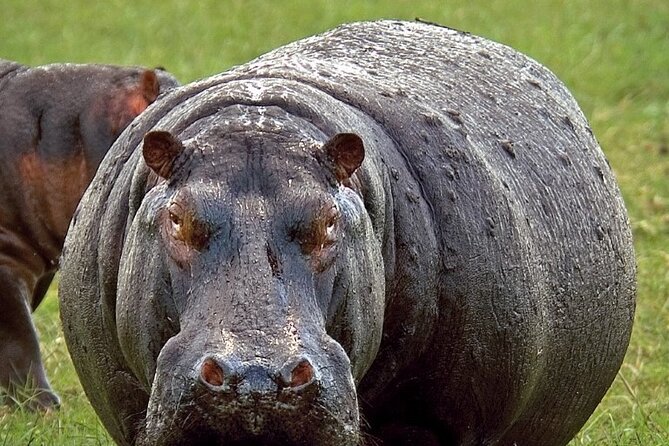 Full-Day Safari Chobe National Park and boat safari - The three-hour boat safari on the Chobe River