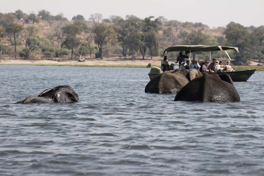Full Day Safari in Chobe National Park From Victoria Falls - Key Things To Know Before You Book