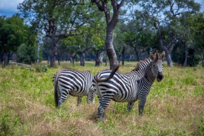 Full Day Safari in Chobe National Park From Victoria Falls