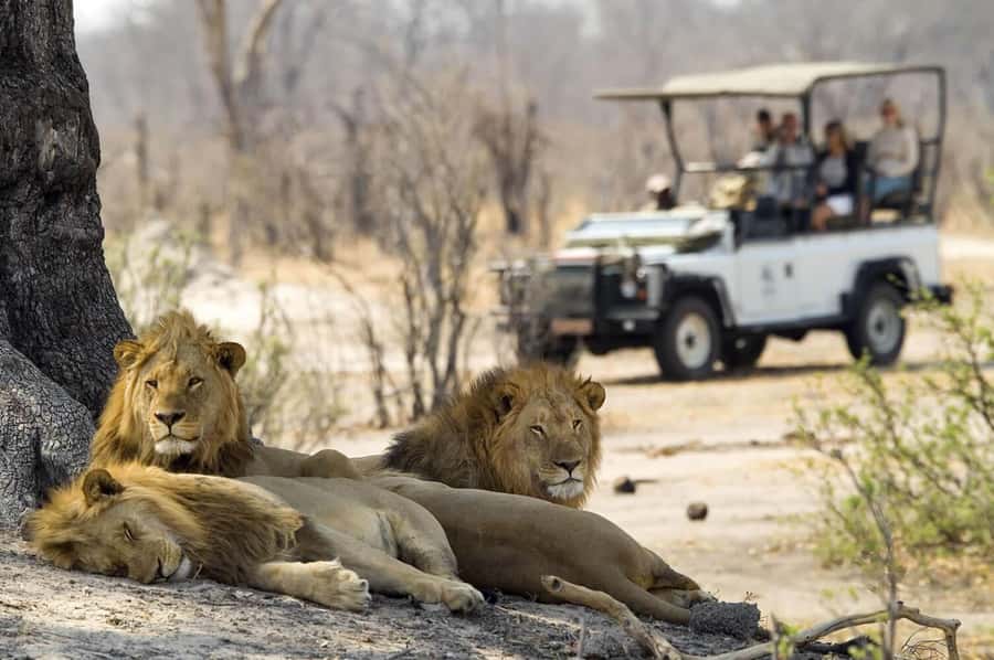 Full Day Safari in Chobe National Park From Victoria Falls - Is $200 Per Person Good Value?