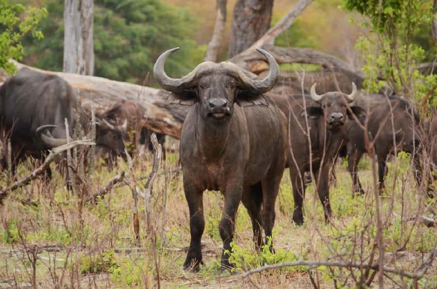 Full Day Safari in Chobe National Park From Victoria Falls - Who Will Enjoy This Chobe Safari Most?