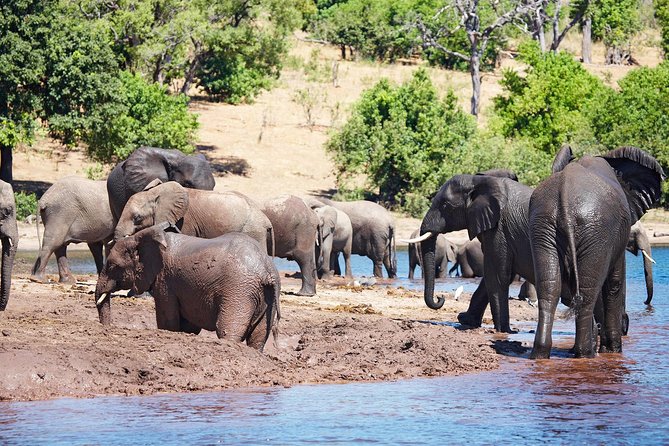 Full Day Zambezi National Park Golden Safari - Key points to know before booking
