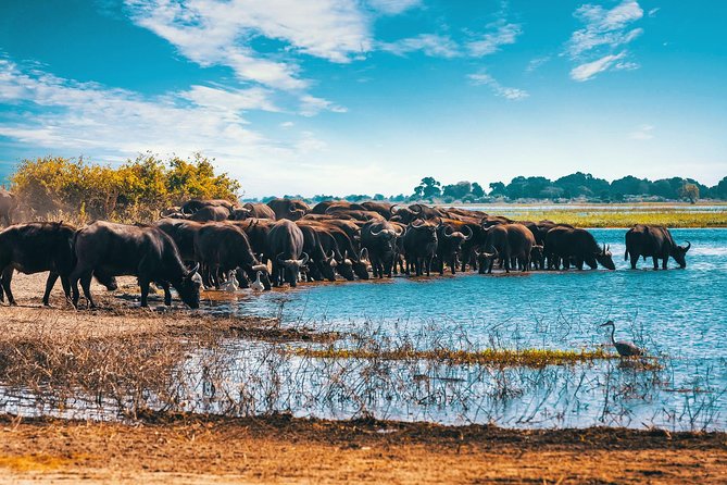 Full Day Zambezi National Park Golden Safari - The 7:30 am start and the shape of the day