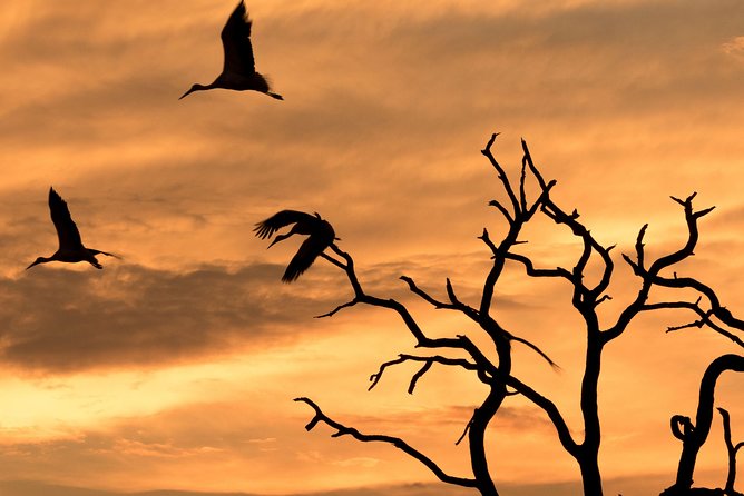 Full-Day Zimbabwe Zambezi National Park Safari & Lunch - Key points at a glance
