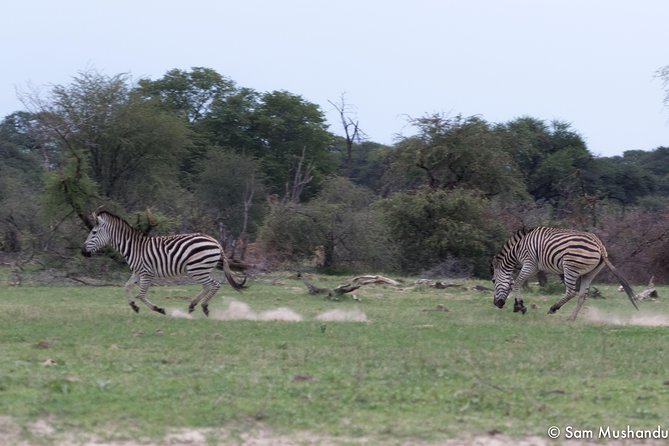 Full-Day Zimbabwe Zambezi National Park Safari & Lunch - The 6:00 AM pickup from Victoria Falls