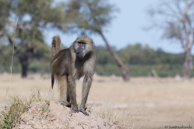Full-Day Zimbabwe Zambezi National Park Safari & Lunch - Lunch, with one detail to confirm