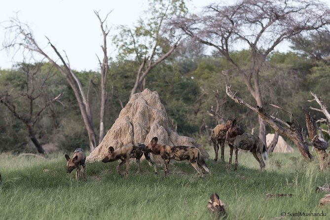 Full-Day Zimbabwe Zambezi National Park Safari & Lunch - Who will enjoy this private safari most