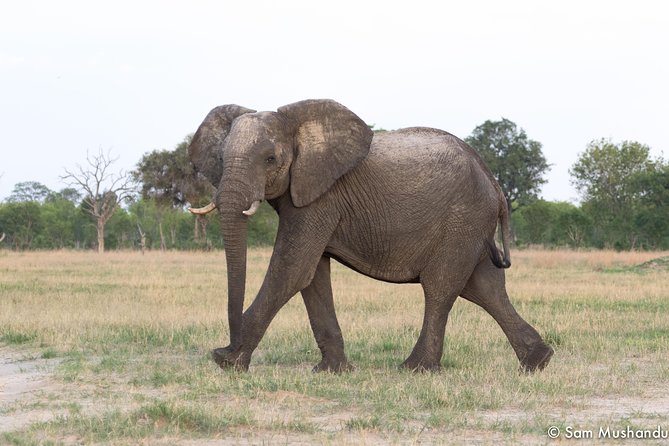 Full-Day Zimbabwe Zambezi National Park Safari & Lunch - Following the Zambezi river frontage