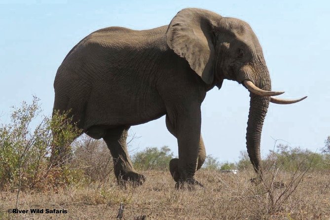 Game Drive (AM / PM) - Zambezi National Park - River Wild Safaris - The hotel pickup and small-group setup