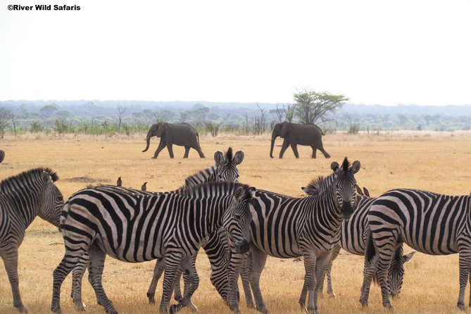 Game Drive (AM / PM) - Zambezi National Park - River Wild Safaris - Morning game drive: breakfast beside the Zambezi
