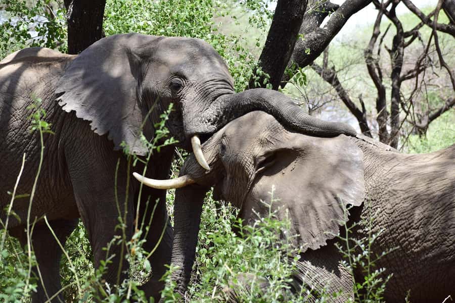 Game drive in Victoria Falls - Key points to know before you book