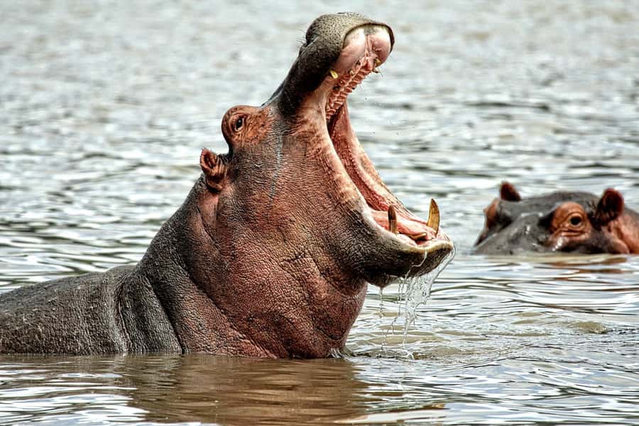 Game drive in Victoria Falls - Why Zambezi National Park makes a good short safari