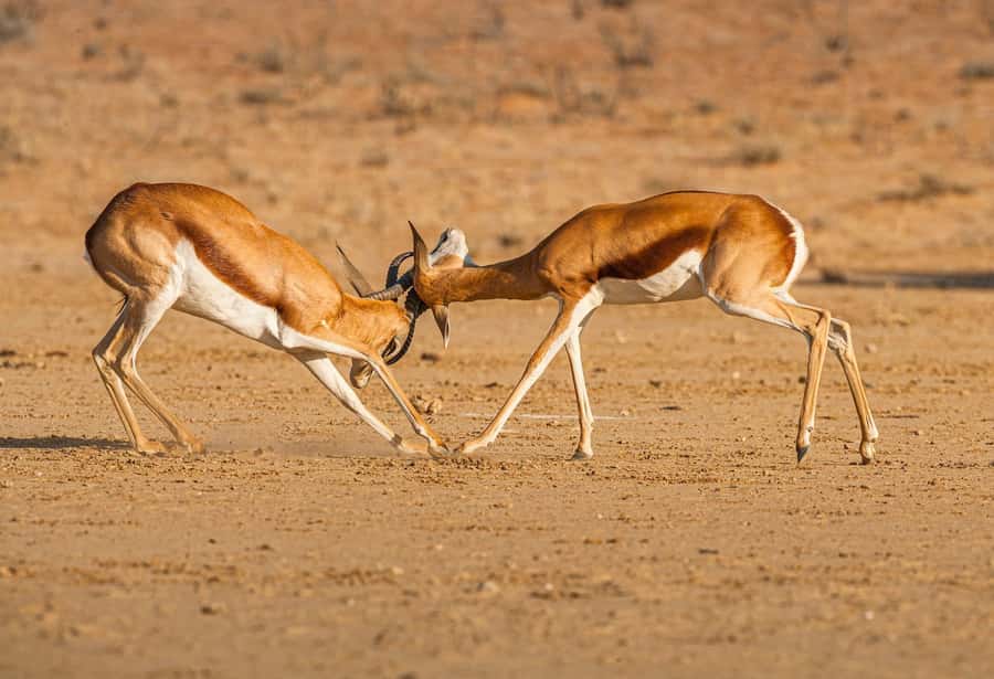 Game drive in Victoria Falls - What the three-hour route can feel like