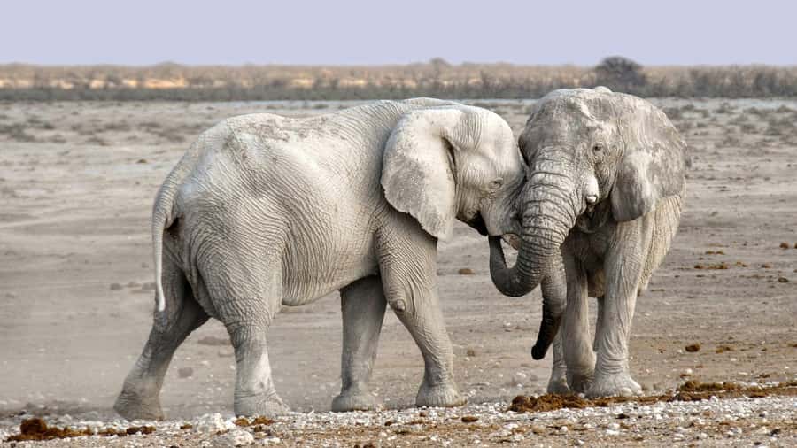 Game drive in Victoria Falls - The small-group setup and viewing comfort