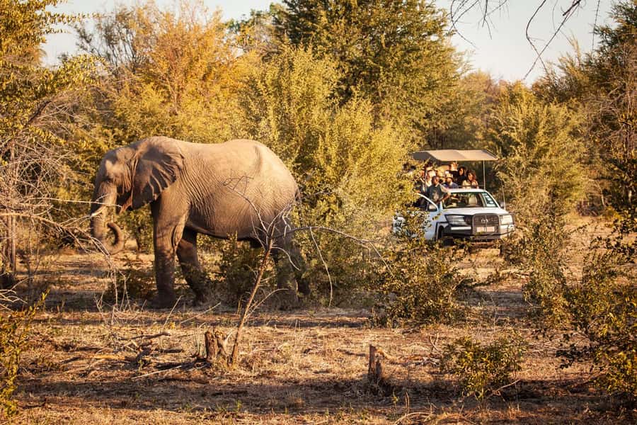 Game drive in Victoria Falls - How to prepare for the best possible morning