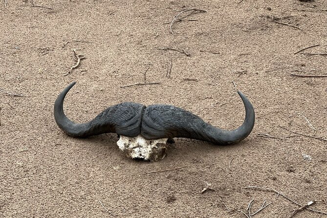 Game drive in Victoria Falls National Park - What the guide adds to the safari
