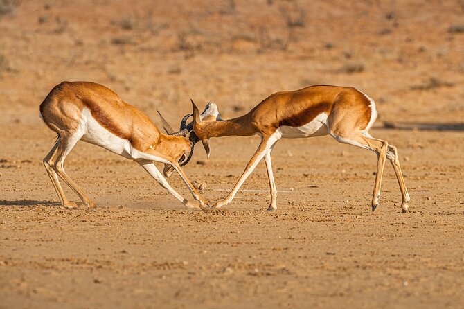 Game drive in Victoria Falls National Park - Wildlife expectations, from elephants to birds