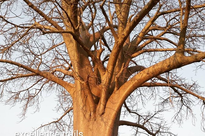 Game Drive in Zambezi National Park Morning or Afternoon - Animals you might see, and why luck matters